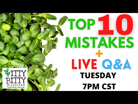 Top 10 Mistakes Microgreens Growers Make Starting Out