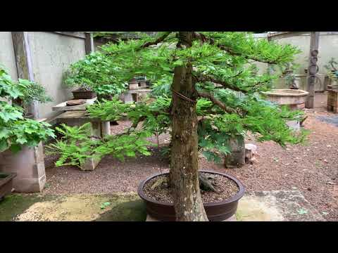 Swamp Cypress 2020-10-21