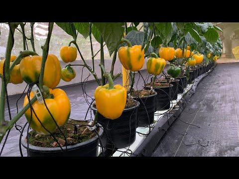 Awesome Greenhouse BELL PEPPER Farming in Tagaytay, Philippines