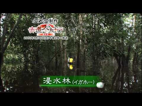 森林の動物たち: アマゾン、熱帯、ペルー、宣教師 -