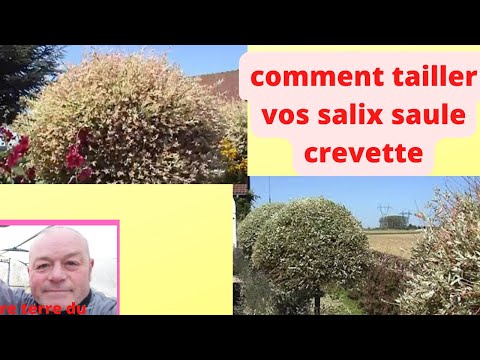 comment soigner hortensias malades