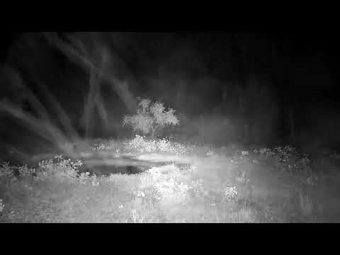 Djuma: Sights and sounds with the rain - 21:11 - 04/16/2022