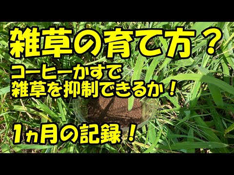 コーヒーかすは芝生に適していますか?何のために ？肥料としての4つの使い方  庭園