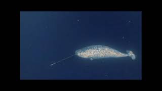 Reading Explorer Foundation, Unit-8 Amazing Narwhals