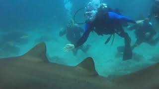 Alejandro Baigorri y Esti buceando con tiburones toro en Byron Bay