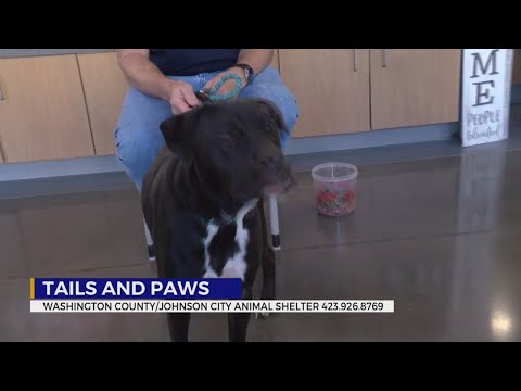 Tails and Paws for Friday, October 17, 2025 - YouTube