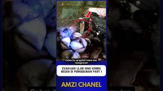 Download lagu King Cobra Snake Evacuation on Plantation Part 1 mp3 Download lagu King Cobra Snake Evacuation on Plantation Part 1 mp3
