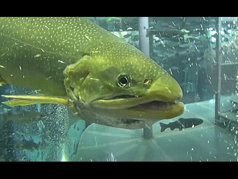 Salvelinus malmaについて詳しく解説