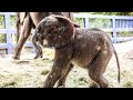 Elephant HD Sound Effect 1