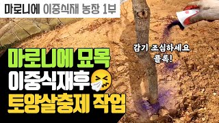 힘겨운 작업, 마로니에 묘목 겨우 식재  후 