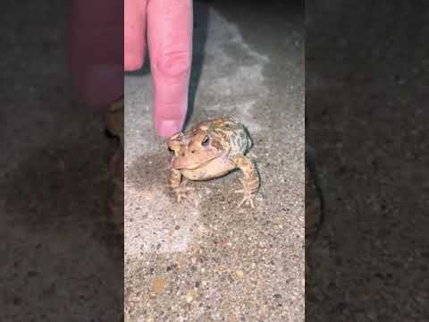 Tickling The Sides of a Frog #tiktok #shorts #frog #animal