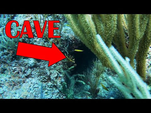 I finally found one in this CAVE! - Spearfishing