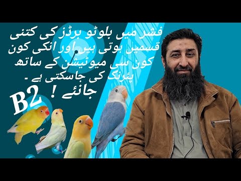 How Many Types of B2 Birds are there in Fischer, and with what Mutation it can be Paired. #karachi