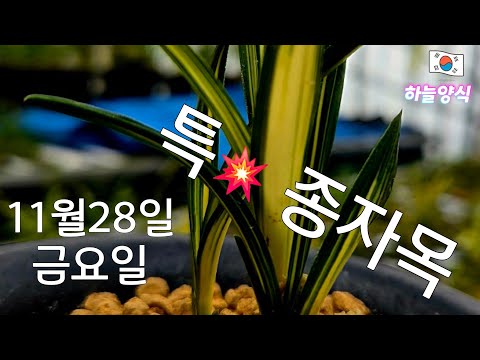 유튜브 썸네일