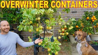 How To OVERWINTER POTTED PLANTS Easier Than Bringing Plants Indoors