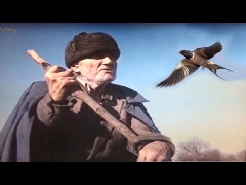 EMOTIVNA PRIČA O BOŠKU I LASTI KOJU JE SPASIO, NEĆE VAS OSTAVITI RAVNODUŠNIM