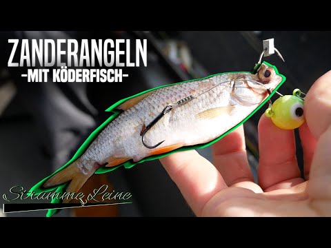 Zander fishing with live bait - dropshot and fireball
