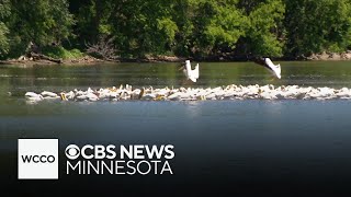 Minnesota lake cruise offers peek at plethora of pelicans