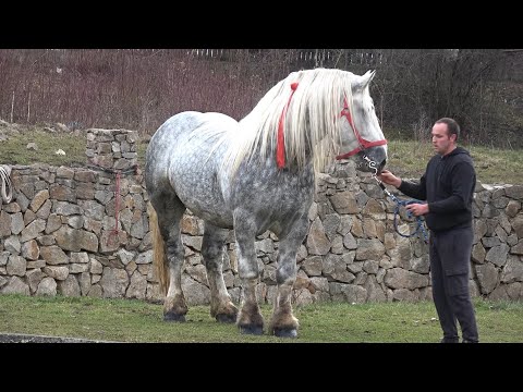 Caii lui Blenda Dorin de la Cluj - 2025 Nou!!!