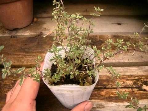 園芸 ウーリータイム