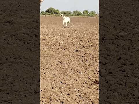 ox vidio  #viralvideo #shorts #farminga