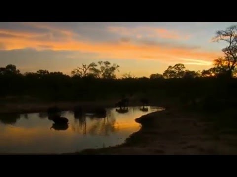 Lovely Cape Buffalo Sighting  March 27,  2016