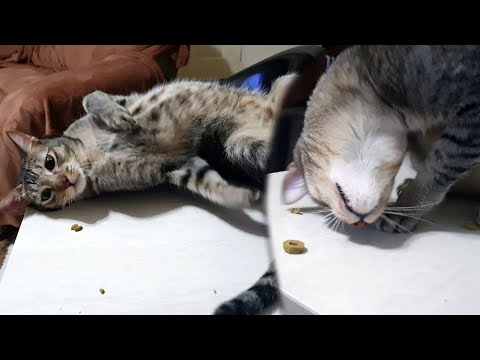 Funny Cat Reaction To Green Olives - Does your cat like to eat green olives?