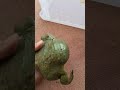 Female Pixie Frog