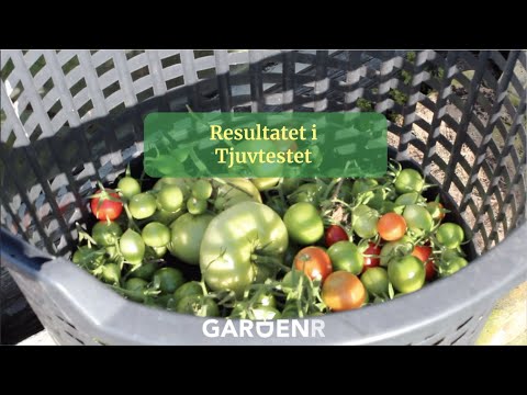 Resultatet i Tjuvtestet - Trädgårdshacks med GardenR
