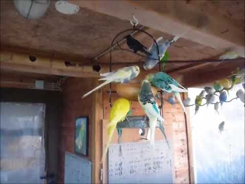 2017 11 18 Brötchen bei den Bunten.mp4