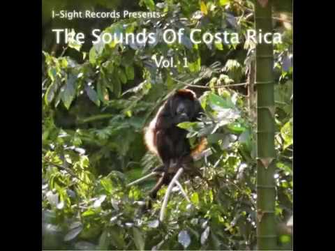 Nature Sounds to relax, bird and monkey sounds, chill and sleep