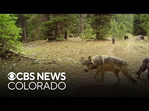 The future of the wolf reintroduction program in Colorado is in question