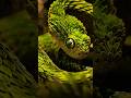 Bush Viper | Looking Beautiful But It's Deadly #ytshorts #shorts