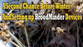 Second Chances Before Winter & Setting Up BroodMinder Devices