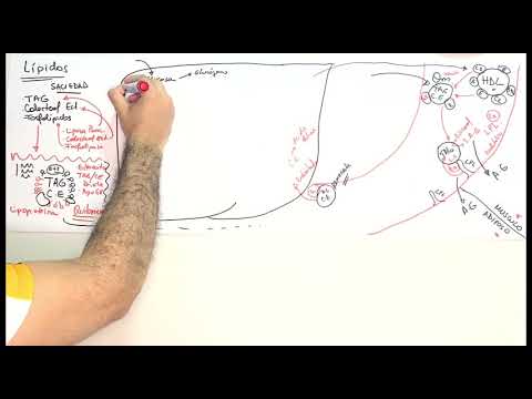 METABOLISMO DE LÍPIDOS #PARTE 1