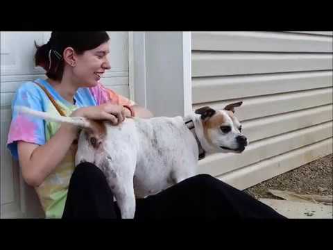 Angel, an adopted Pit Bull Terrier Mix in Saint Marys, PA_image-1