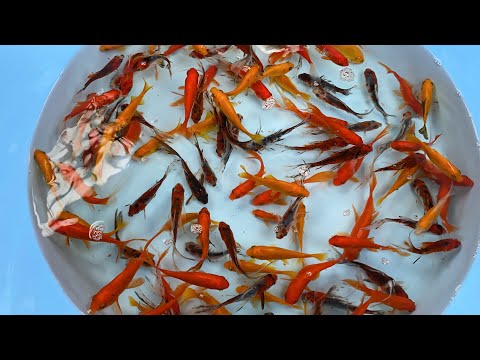 Status på guldfisk, slørhaler og græskarper hos Super Koi  #havedam #guldfisk #slørhale #græskarpe