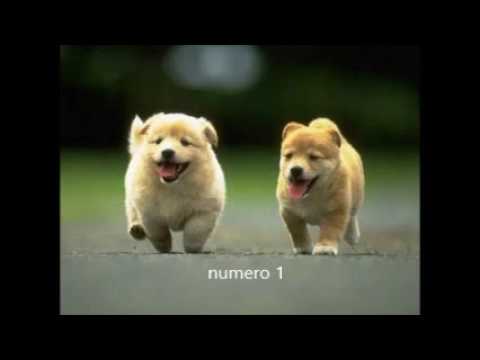 4 perros mas peligrosos del mundo y 3 perritos mas bonitos y mas adorables del mundo