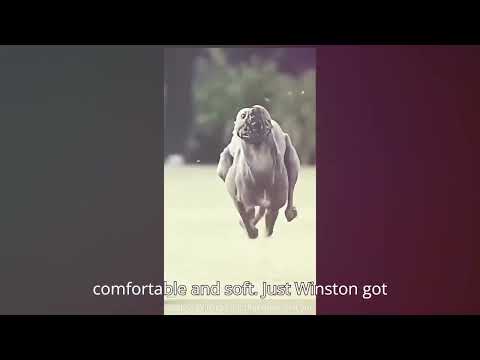 Fastest Dog Alive! Greyhound Speed Run in Stride | Dog Show Competition