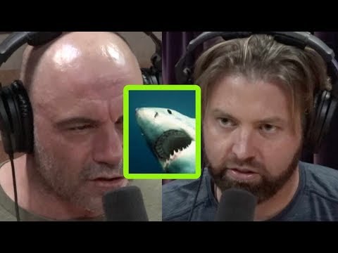 white shark caught on record 