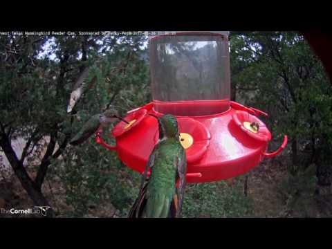 Male Broad-tailed Hummingbird Flutters From Port to Port – May 26, 2017