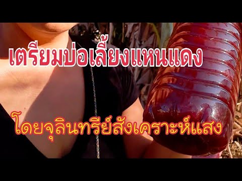 Ep50 เตรียมบ่อเลี้ยงแหนแดง โดย จุลินทรีย์สังเคราะห์แสง #แหนแดงอุดร 095-8839597 เบญ