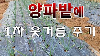 [텃밭농부.864]  양파밭에 1차 웃거름 주는 방법. #양파재배