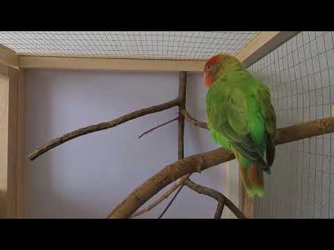 Lovebird Sounds - Lovebird happy chirping for 1h