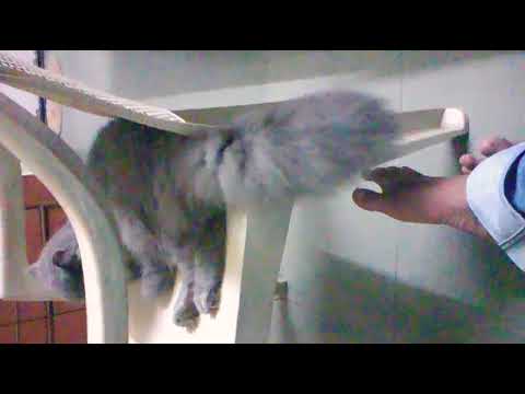 Incredibly cute cat tail video