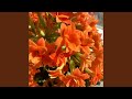 Dancing-Into-Love (现场)