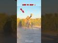 Giraffe Kicks Lion in EPIC Battle!💥🦒 #shorts #animals