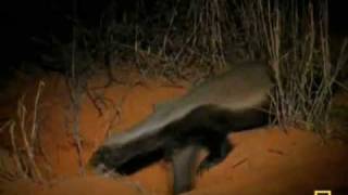 AGOLO - Angelique Kidjo