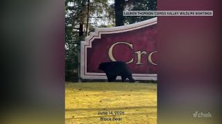 Black bears everywhere but no increase in human conflicts: BCCOS