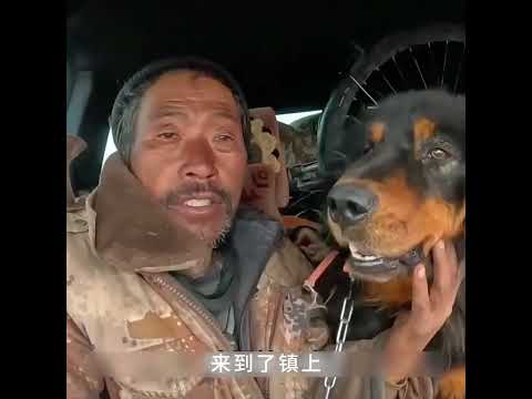 大叔骑行西藏捡到一只 藏獒搜 ，才收养两天，就开始学会护主了#记录我的徒步生活 #animals #pets #动物救助 #科普 #感人壹幕